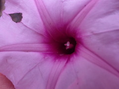 Ipomoea bolusiana