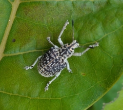 Cydianerus latruncularius