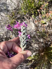 Indigofera brachystachya