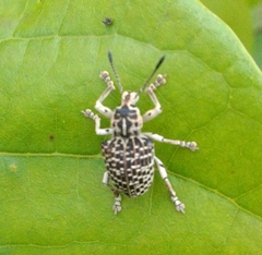 Cydianerus latruncularius