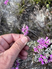 Indigofera brachystachya