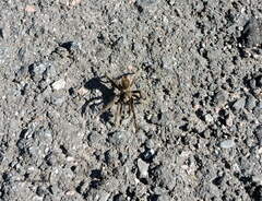 Grammostola