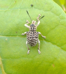 Cydianerus latruncularius