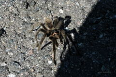 Grammostola