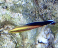 Labroides pectoralis