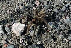 Grammostola