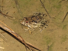 Fejervarya cancrivora