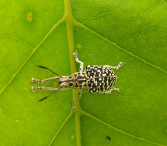 Cydianerus latruncularius