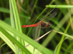 Sympetrum depressiusculum