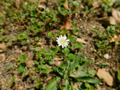 Hypochaeris albiflora