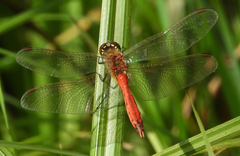 Sympetrum depressiusculum