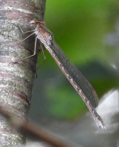 Siberian Winter Damsel, 8377 Kalenberg, Nederland, photo 8 of 10