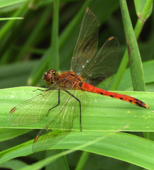 Sympetrum depressiusculum