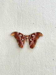 Attacus atlas
