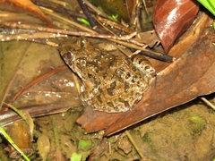 Fejervarya cancrivora