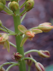 Bulbine abyssinica