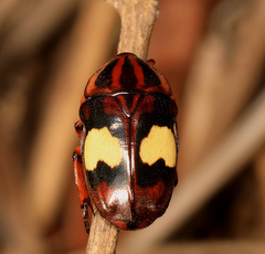 Pedinorrhina trivittata