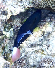 Melichthys vidua