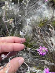 Indigofera brachystachya