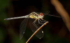 Hemistigma albipunctum