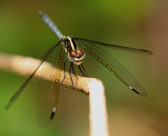 Hemistigma albipunctum