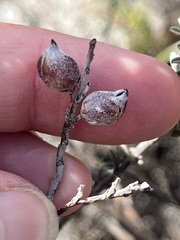 Indigofera brachystachya