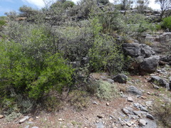 Searsia ciliata