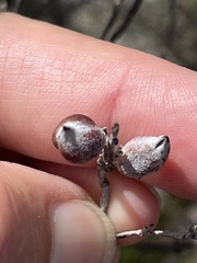 Indigofera brachystachya