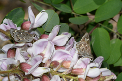 Atrytonopsis python