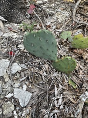 Opuntia gilvescens