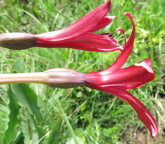 Brunsvigia undulata