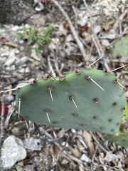 Opuntia gilvescens