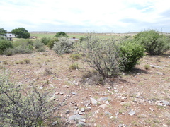 Ehretia rigida