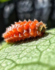 Disonycha quinquelineata