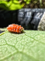 Disonycha quinquelineata