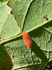 Disonycha quinquelineata