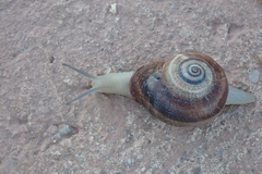 Otala punctata