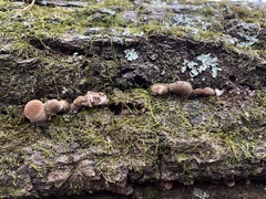 Armillaria gallica