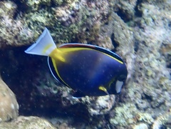 Acanthurus japonicus