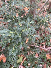 Ilex crenata
