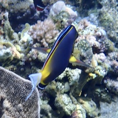 Acanthurus japonicus