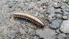 Nyssodesmus python