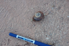 Otala punctata