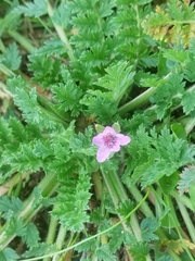 Erodium cicutarium
