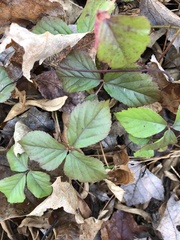 Rubus flagellaris