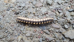 Nyssodesmus python