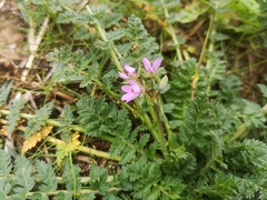 Erodium cicutarium