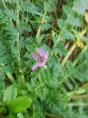 Erodium cicutarium