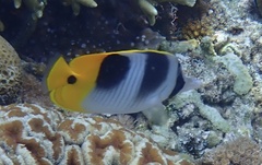 Chaetodon ulietensis