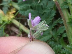 Erodium cicutarium